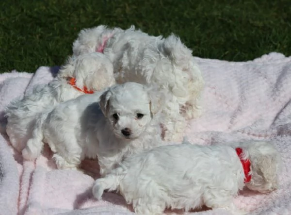 beautiful bichon frise puppies | Foto 1