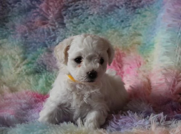 beautiful bichon frise puppies | Foto 0