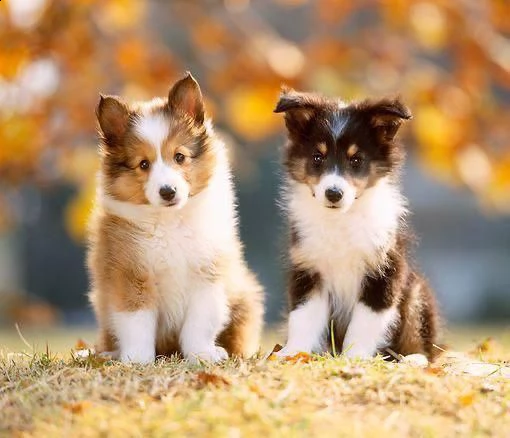    regalo cuccioli di shetland sheepdog