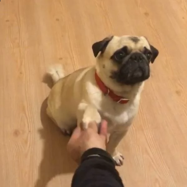 cuccioli di carlino carino pronti per andare in una casa per sempre