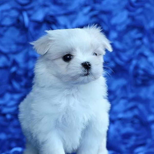 adorabile compagno maltese