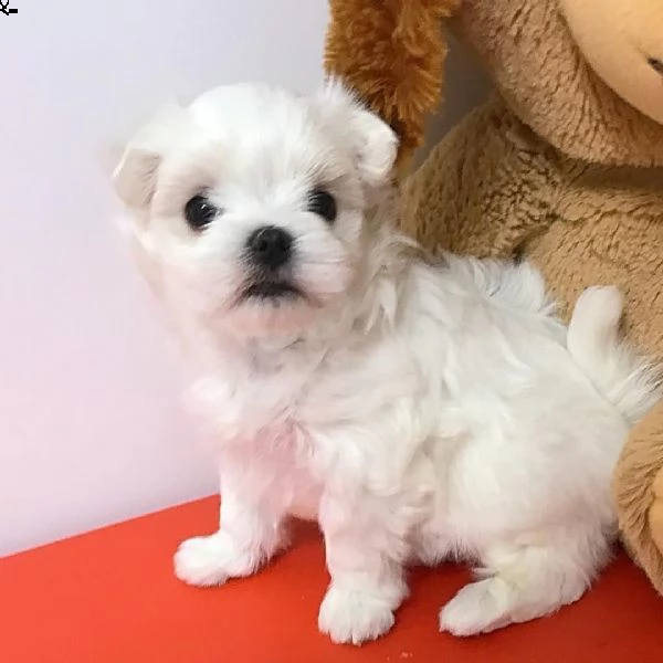 bellissimi cuccioli maltesi