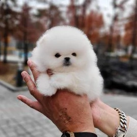 bellissimi cuccioli di pormerinia in adozione