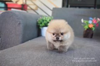 adorabili cuccioli di pormerinia in adozione | Foto 3