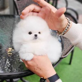 adorabili cuccioli di pormerinia in adozione | Foto 1