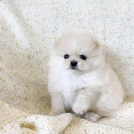 adorabili cuccioli di pormerinia in adozione | Foto 0