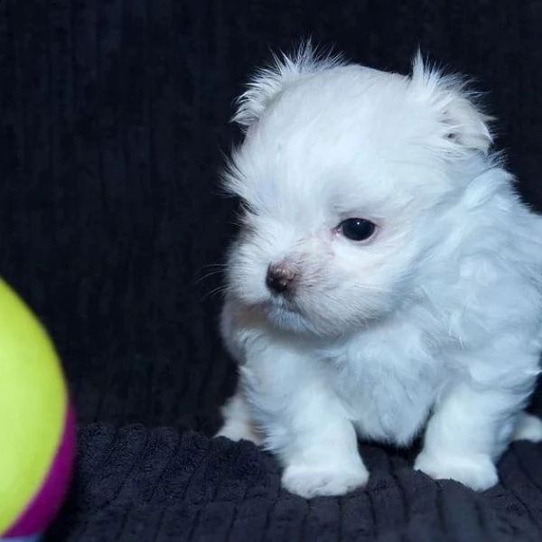 simpatici cuccioli maltesi  | Foto 0