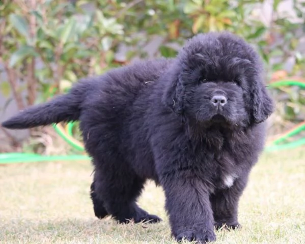 vendita vendita cuccioli di cane di terranova