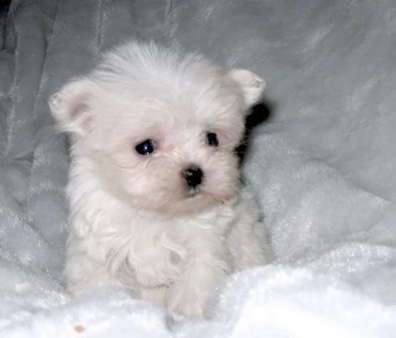 maltese mini mini toy