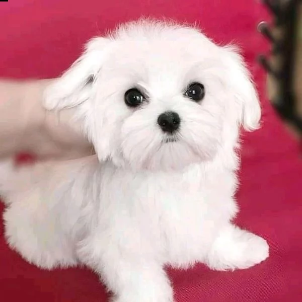 maltese toy toy