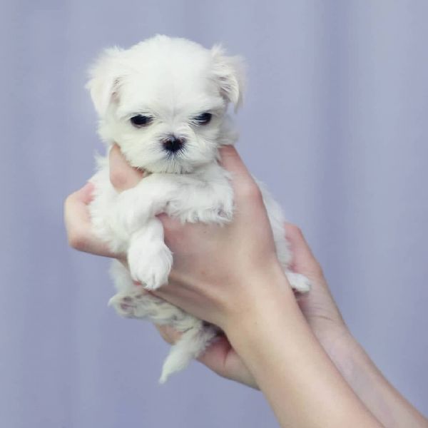 adorabili simpatici cuccioli maltesi | Foto 0