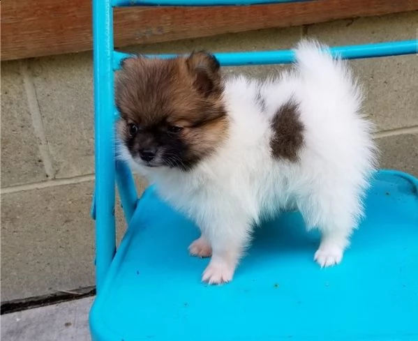 regalo pomerania cuccioli (maschio e femmina)