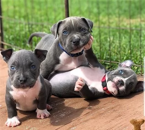 cuccioli di pit-bull in vendita vicino a me