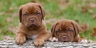 cucciolo di dogue de bordeaux tenerissimi intrigantissimi e buonissimi di 70 giorni sia maschi che f