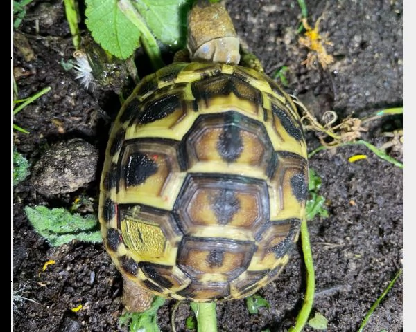 tartarughe di terra hermanni | Foto 0