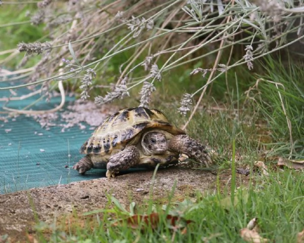 tartarughe testudo horsfieldii | Foto 1