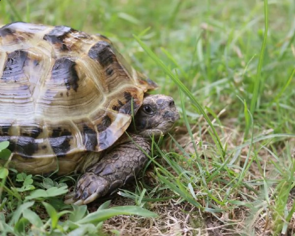 tartarughe testudo horsfieldii | Foto 0