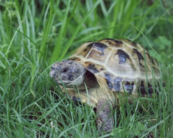 tartarughe testudo horsfieldii