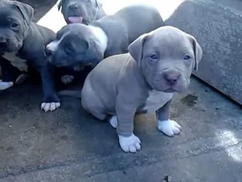 regalo adorali cuccioli di americano pitbull femminucce e maschietti 