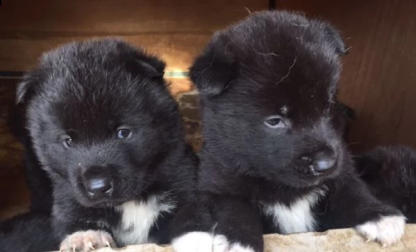 regalo akita inu cuccioli disponibile per l'adozione