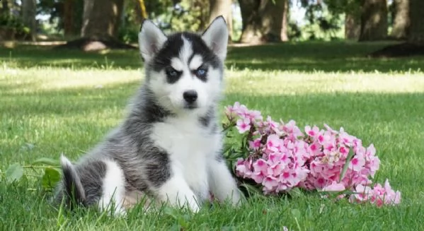 regalo cucciolo cuccioli di siberian husky