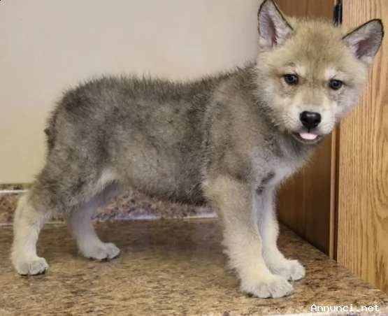 cuccioli cane lupo cecoslovacco 