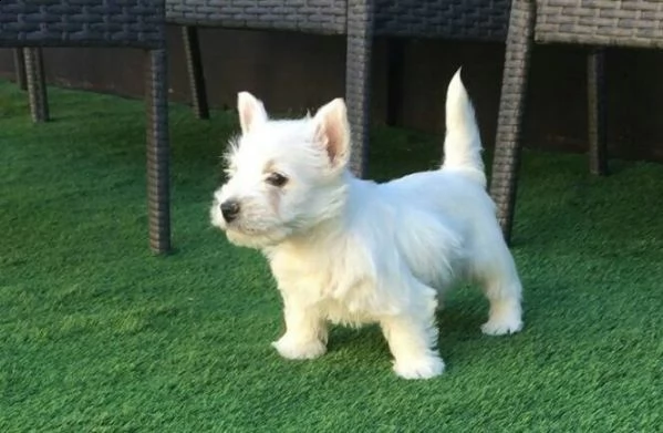 regalo adorabili cuccioli  west highland terrier bianco femminucce e maschietti disponibili