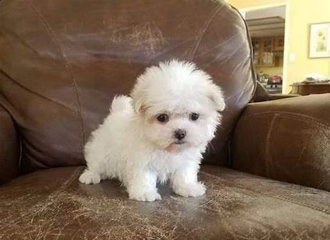 maltese toy