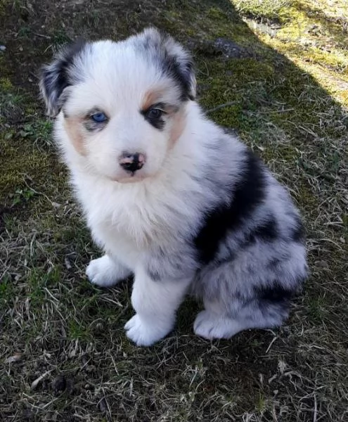 regalo adorabili cuccioli pastore australiano 