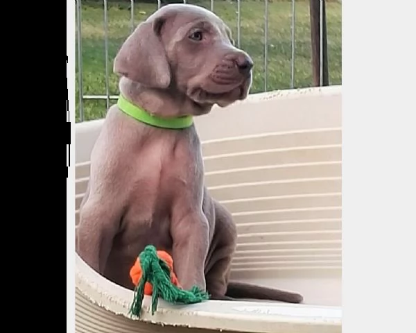 cuccioli di weimaraner