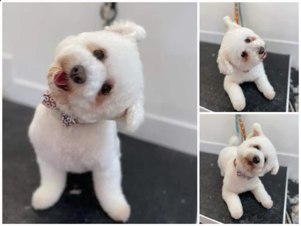 regalo dolci cuccioli bichon frise per l'adozione