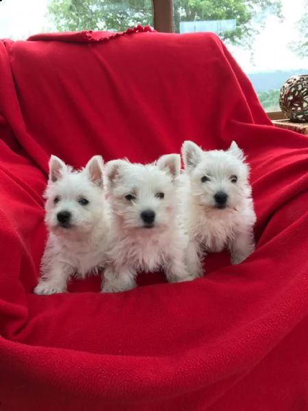 regalo adorabili cuccioli  west highland terrier bianco  femminucce e maschietti