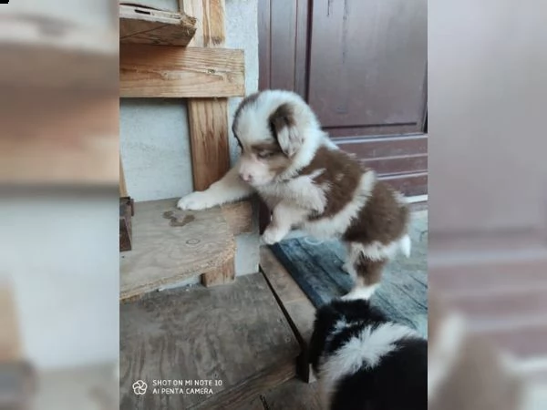 cinque cuccioli di razza border collie pronti