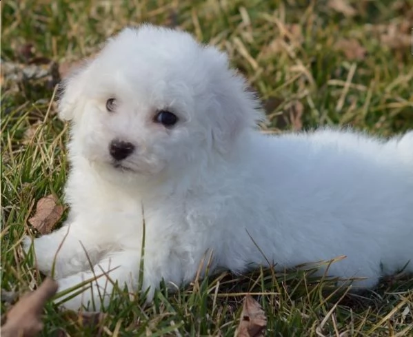 regalo bichon  cuccioli meravigliosi ! 