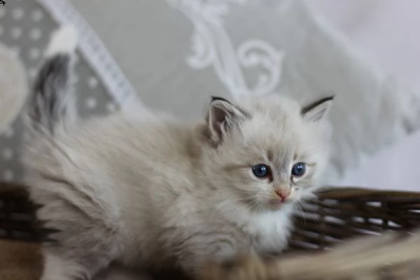 meravigliosi cuccioli ragdoll (ped.enfi)