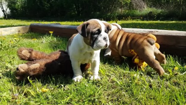 disponibili cuccioli bulldog inglese