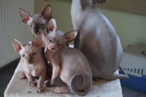 cuccioli di sphynx