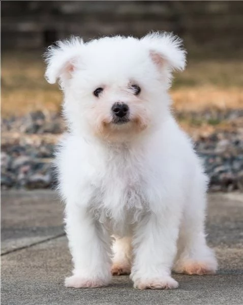 regalo bichon  cuccioli meravigliosi ! 