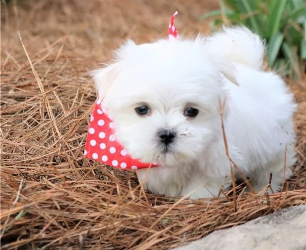 regalo maltses cuccioli meravigliosi ! 