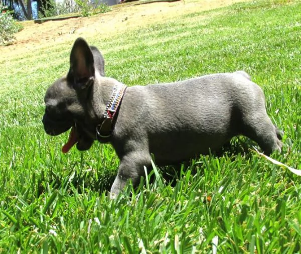  vendita cuccioli di bouledogue francese con pedigree