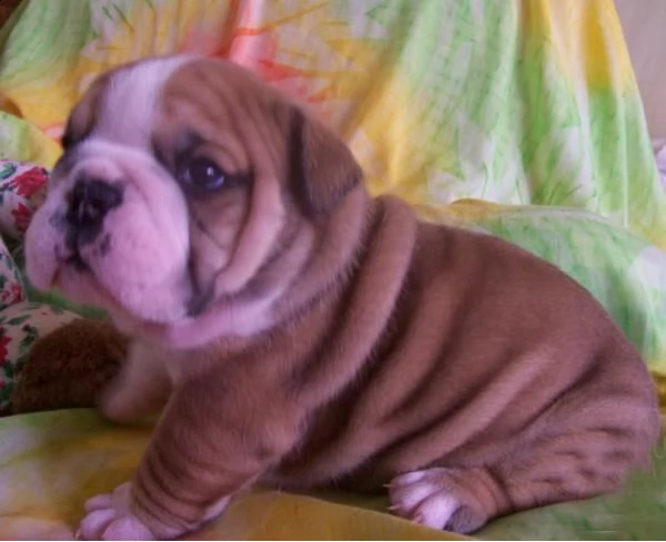 cuccioli di bulldog inglese razza pura maschietti e femminucce. i cuccioli vengono ceduti vaccinati,