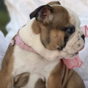  regalo   bulldog inglese | Foto 0