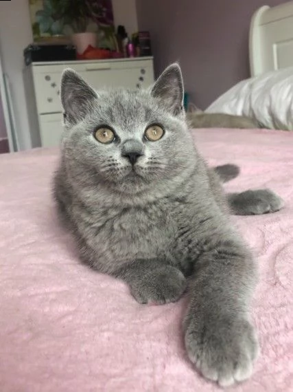 gatto british shorthair | Foto 1