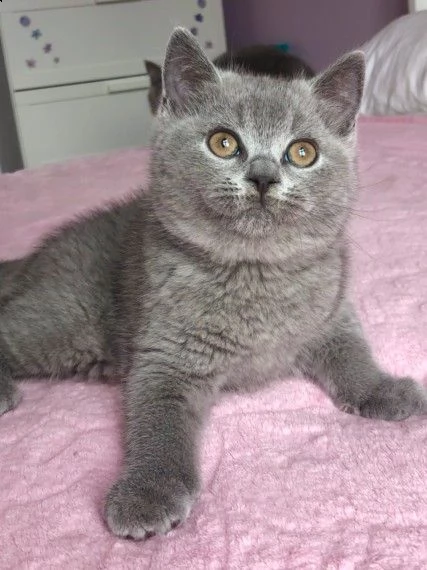 gatto british shorthair