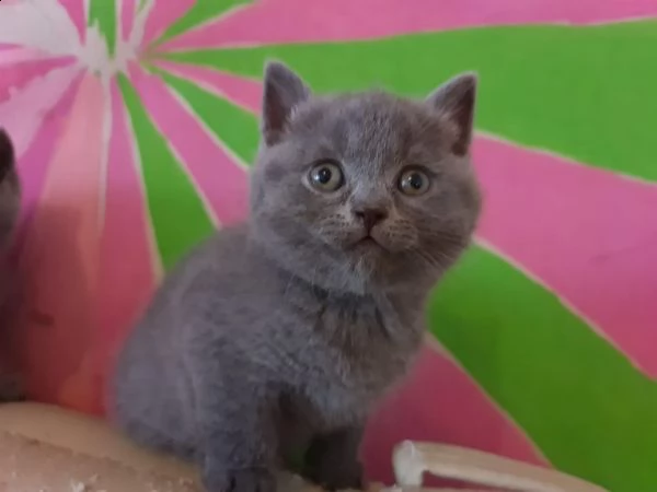 gatto british shorthair | Foto 0