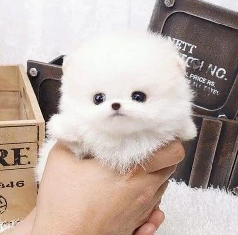 disponibili pomerania