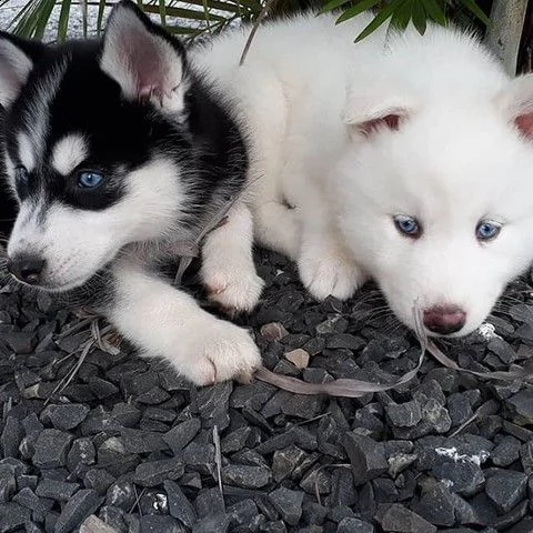 incredibili cuccioli di siberian husky