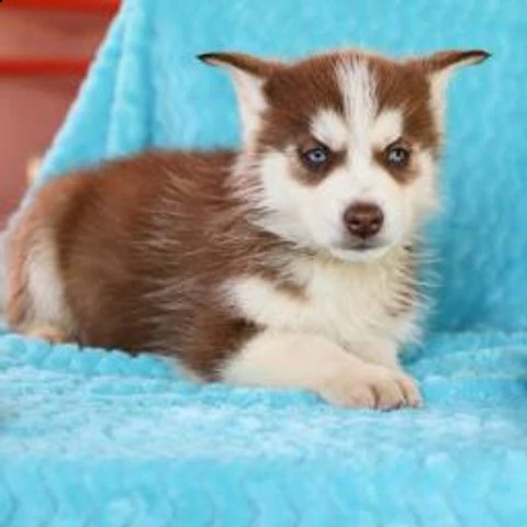 cuccioli siberiano