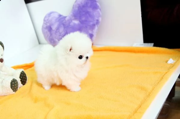 regalo cuccioli di volpino di pomerania mini toy