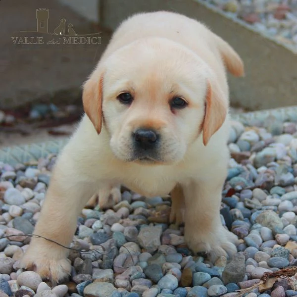 labrador chocolate miele e neri !!!